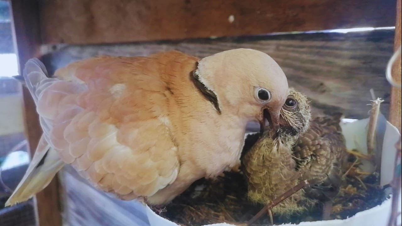 COMO SALIO EL PICHON DEL CRUCE DE RABICHE Y COLLARINE