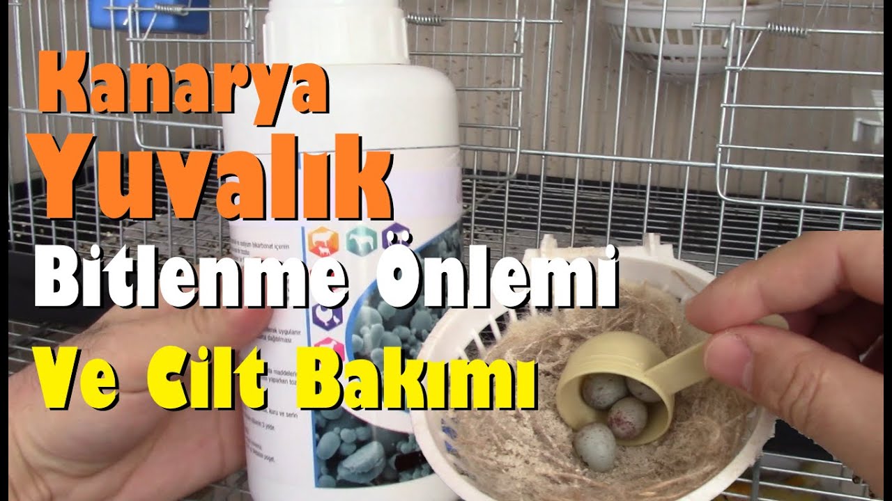 Kanarya Yuvalıkta BİTLENME OLMAMASI İÇİN Bit / Pire ve Deri Bakımı Tozu Uyguladık