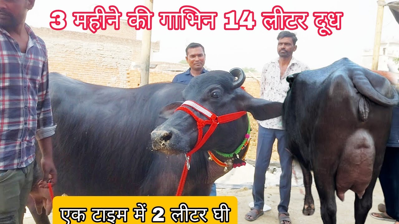 3 महीने की गाभिन 16 लीटर दूध एक टाइम में 2 किलो घी निकलता है बाखडी  भैंस मुर्रा झोटी #murrahfarm