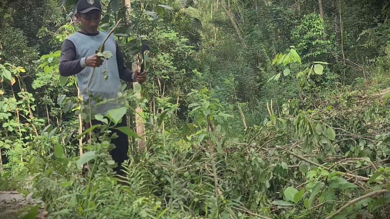 Off-Grid Fuel: Collecting Firewood Branches with a Machete _FarmersLife _Shorts