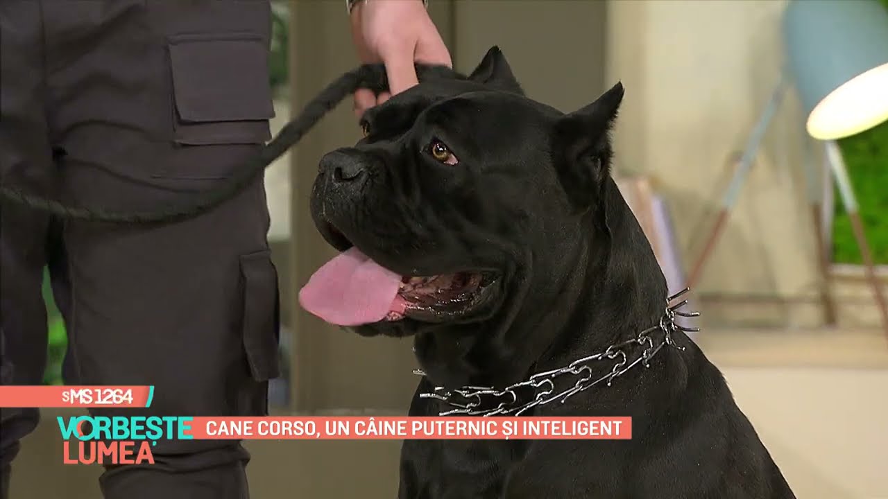 Cane Corso, un câine puternic și inteligent