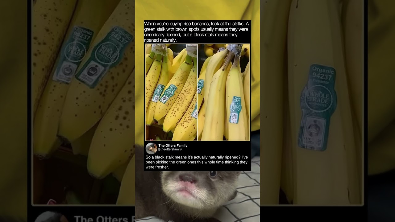 Stalk color reveals the banana's secret