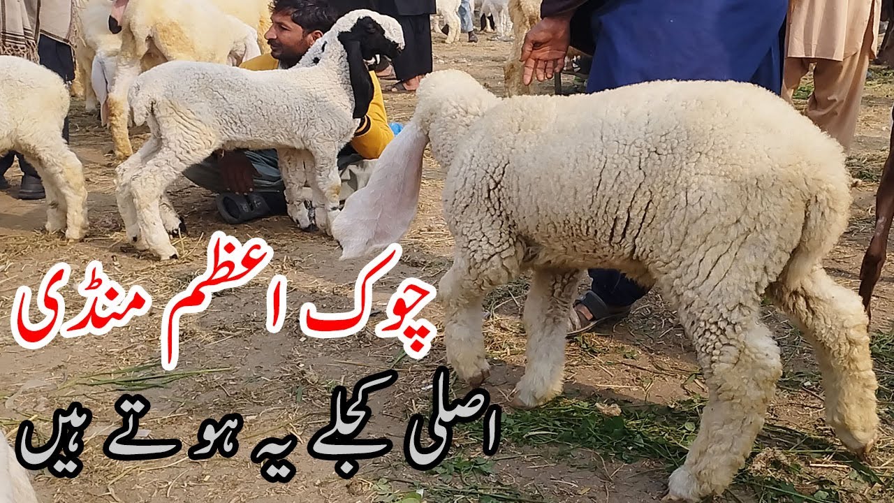 Pure Nasli Kajlay Dumbo | Chowk Azam Bakra Mandi | Mandi Kay Rang