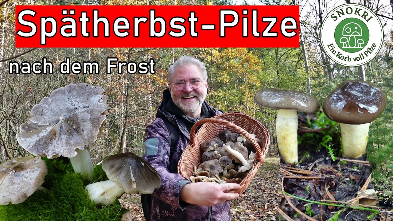Pilze im Spätherbst nach dem Frost - Essbare und tödlich giftige Pilze gefunden - Gifthäubling