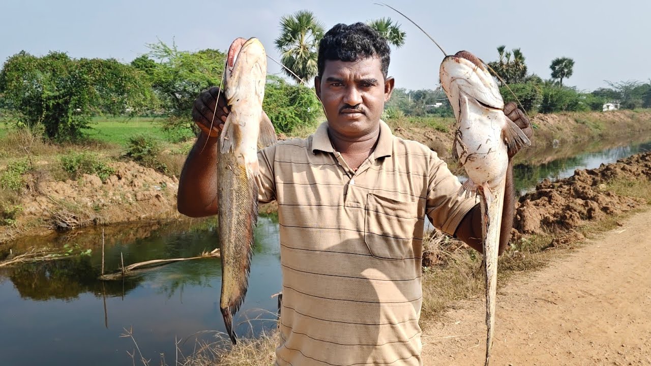 వల తోటి ఈరోజు చాలా చాపలు అయితే దొరికాయి#viralvideo #trending #fishing #hunting #food #fish