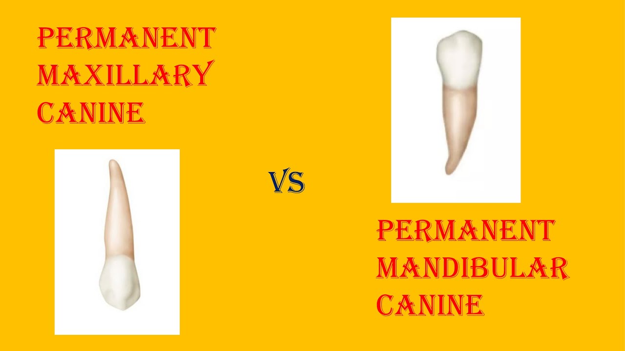 DIFFERENCES BETWEEN MAXILLARY AND MANDIBULAR CANINE