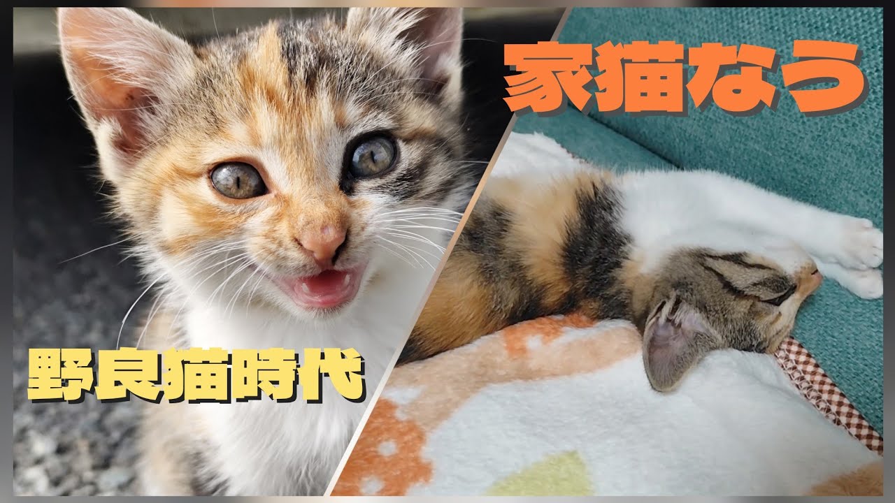 野良猫だった子猫は、いまではこうなりました…