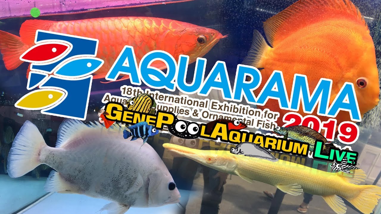 GenePoolAquarium  ep. 23  :  พาเที่ยวงาน AQUARAMA 2019 ที่ กวางโจว ประเทศจีน
