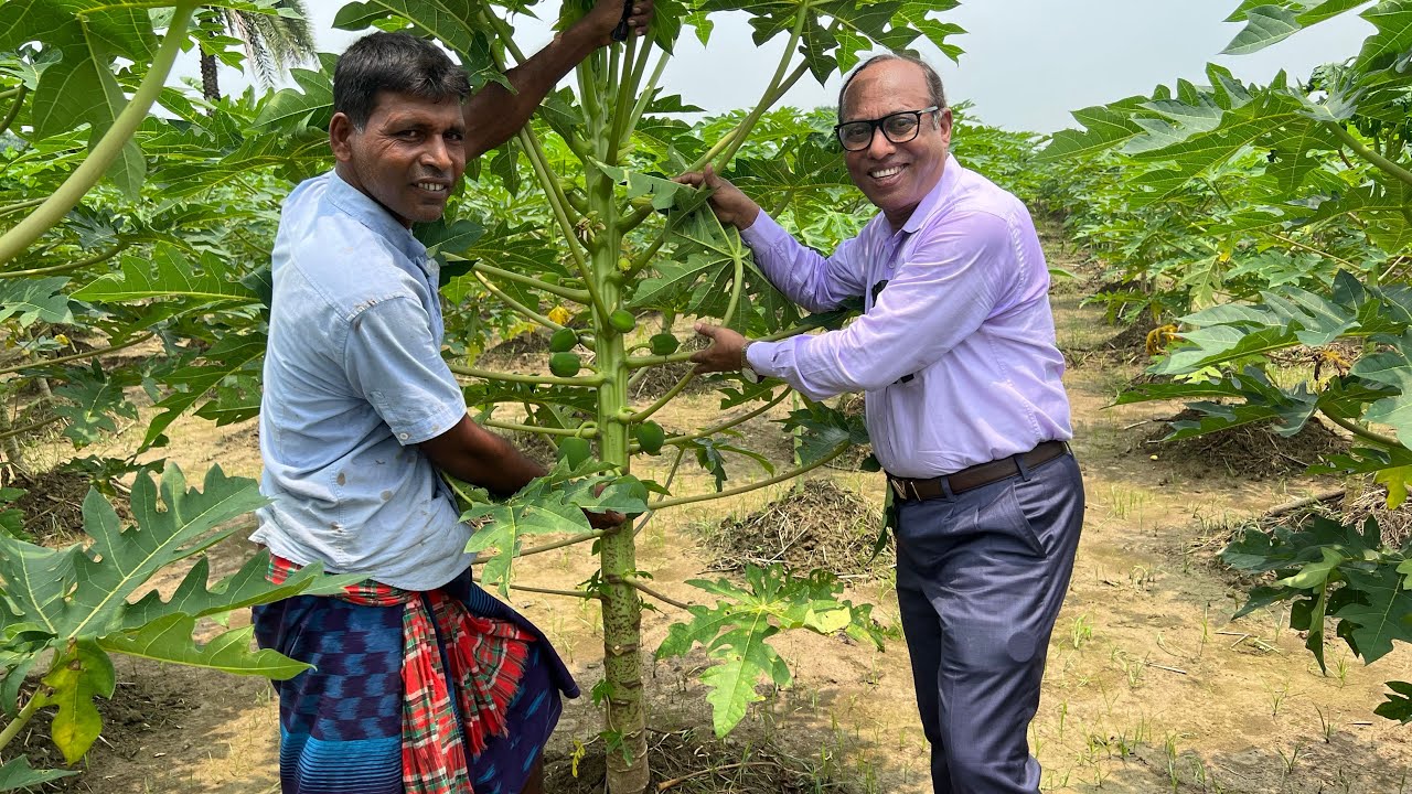 যে বৈজ্ঞানিক পদ্ধতিতে মাত্র তিন মাসেই সব গাছে পেঁপে(Papaya) হবেঃ বিঘায় এক লক্ষ টাকার বেশী আয়