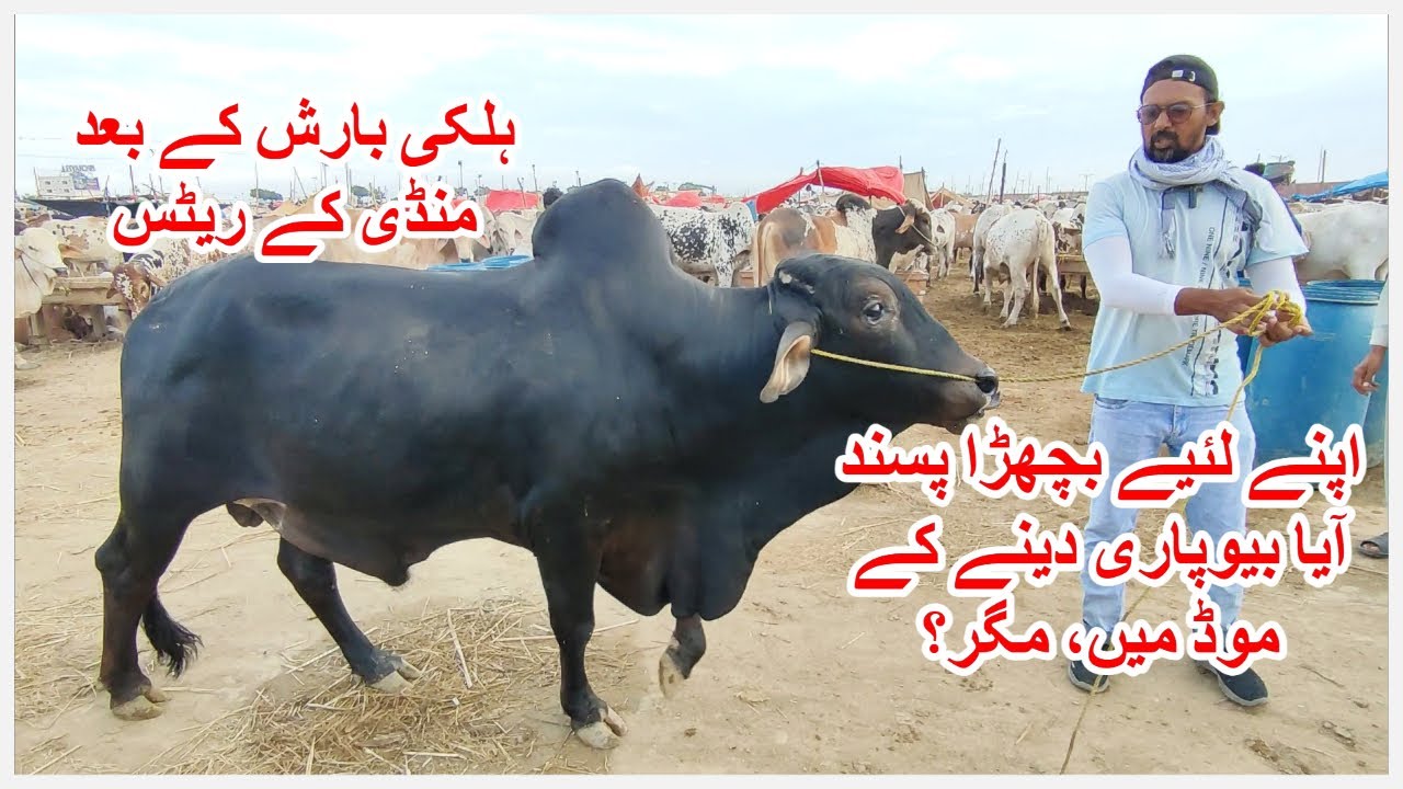 Kala Cholistani Bachra Pasand Aya. Northern Bypass Maweshi Mandi 2023