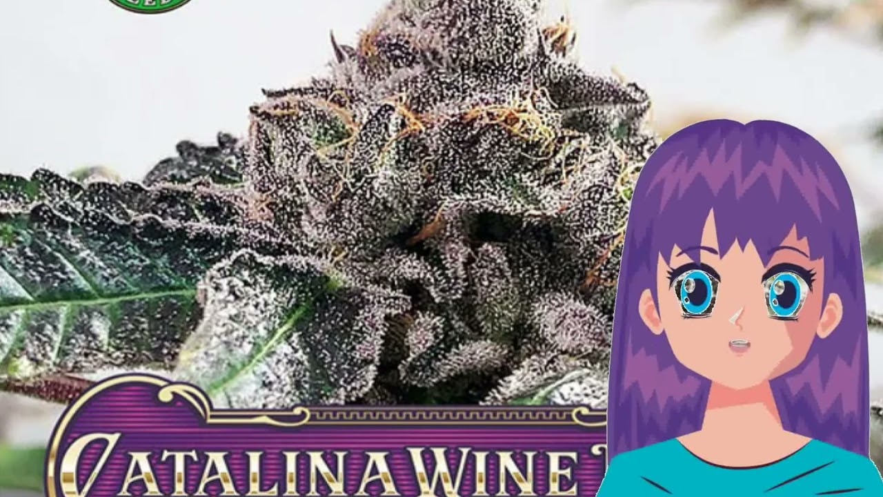Catalina Wine Mixer &ndash; Greenpoint Seeds