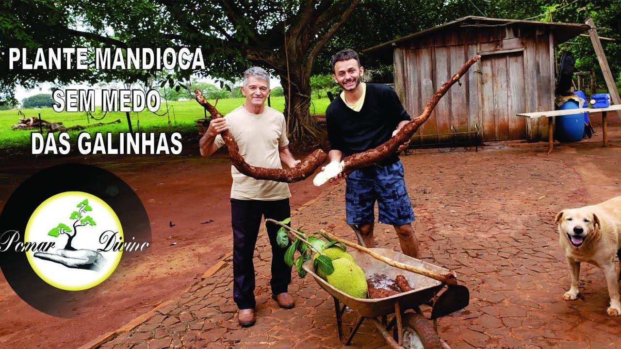 Nova Forma de Plantar Mandioca (contra galinhas)