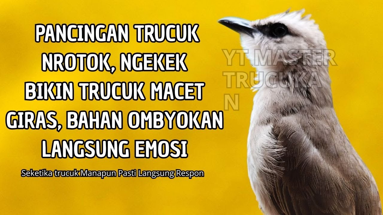 Trucukan GACOR ngalas ROPEL PANJANG suara alam AMPUH buat pancingan jadikan trucuk Gacor GARUDA