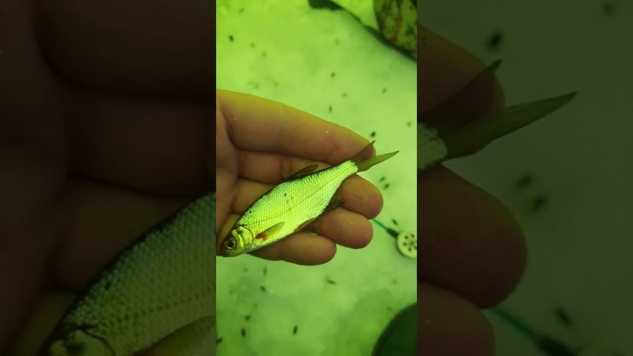 Эхолот Lucky Fish Finder FF1108-1
