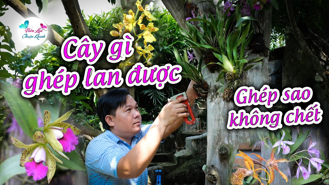 GHÉP LAN VÀO  GỐC VÚ SỮA SIÊU KHỦNG #vuonlanthuankhanh #hoalan