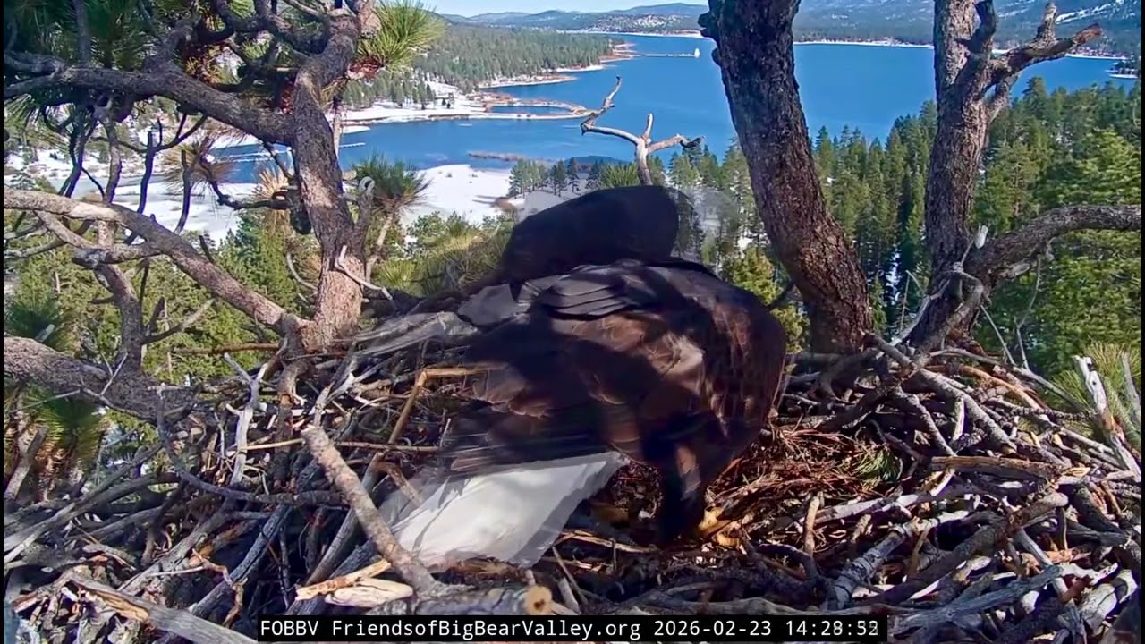 Jackie &!-Shadow- Big Bear Eagle Nest❤️02/23/26