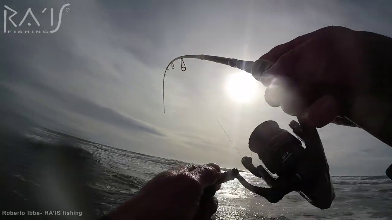 WADING WITH SPOTTER - SEABASS HUNTING