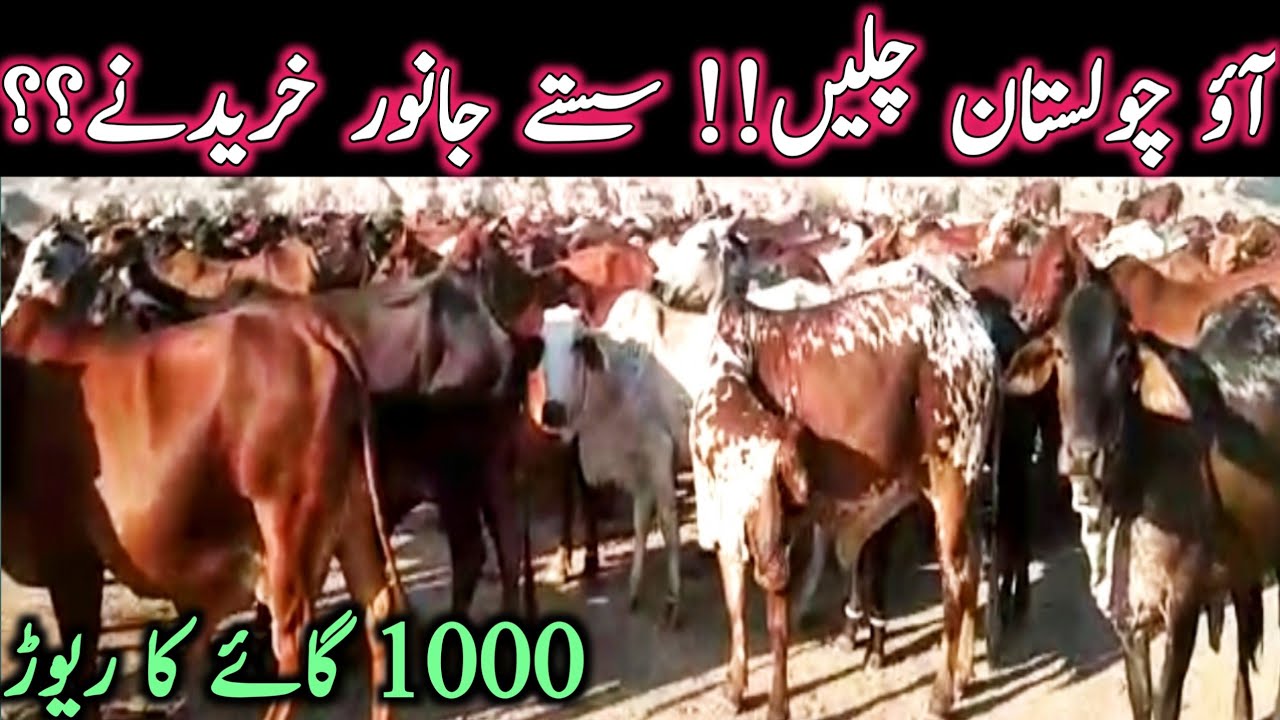 Visit To Cholistan In Search Of Pure Sahiwal Cholistani Cow And Calves || Global Village Farming