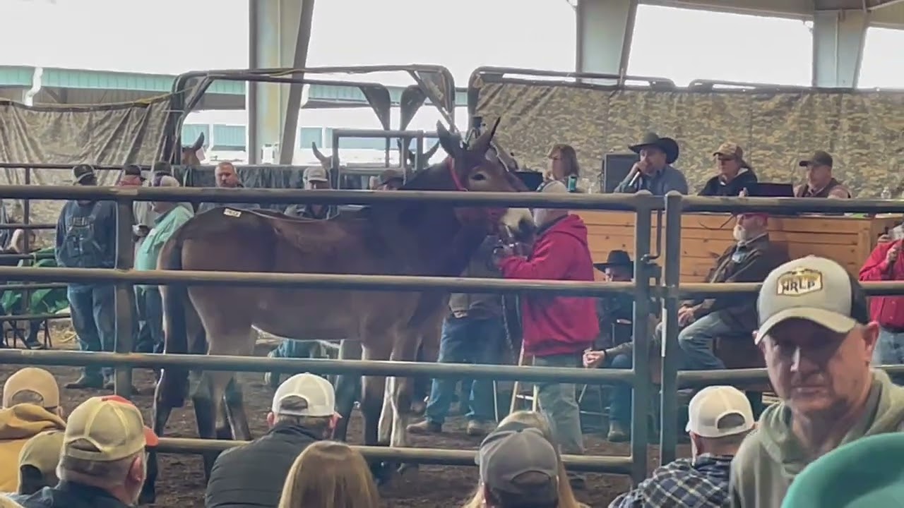 1-17-26 mules sale 