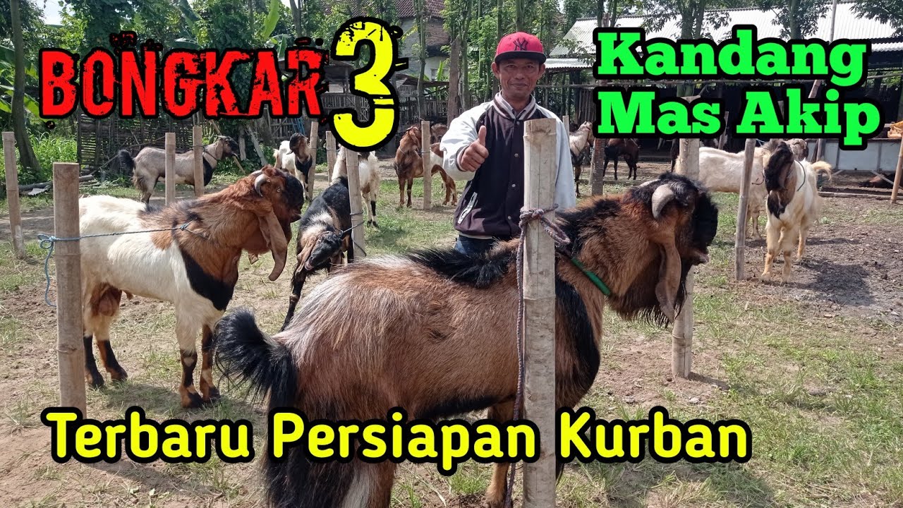 BONGKAR 3 | KAMBING JANTAN JUMBO PERSIAPAN KURBAN DI KANDANG MAS AKIP