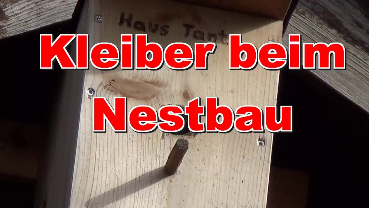 Kleiber beim Nestbau