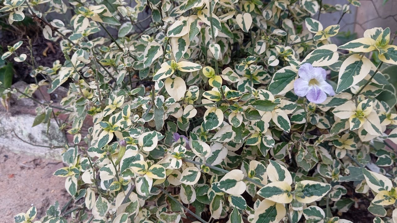 Vinte plantas de folhas coloridas aqui no meu jardim 