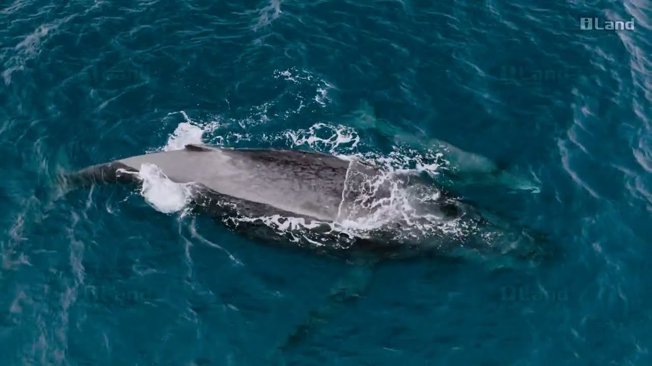 クジラの親子とイルカの群れ