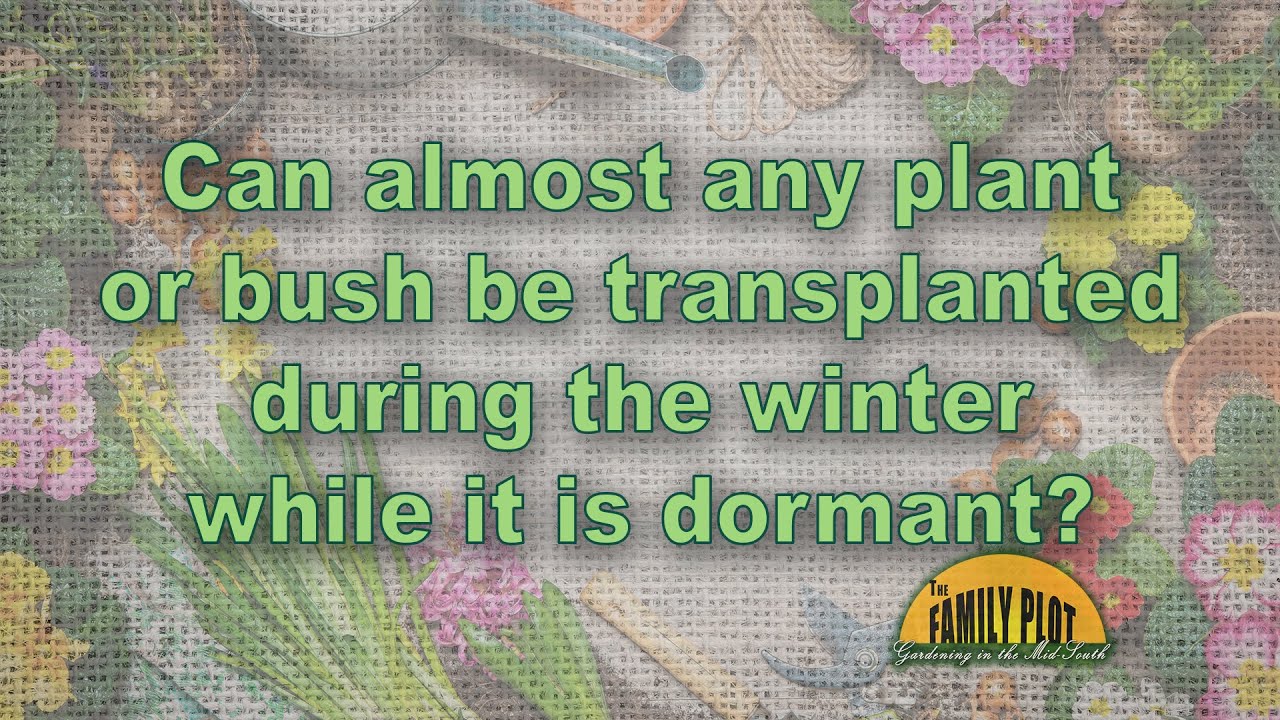 Can any plant be transplanted during the winter?
