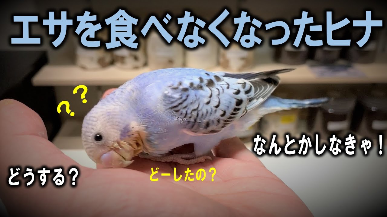 エサを食べなくなったインコのヒナを救った方法とは？（くろねこチャンネル）