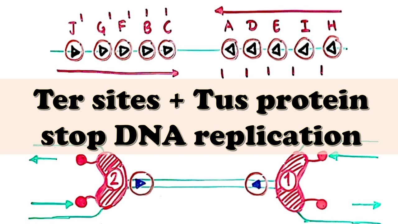 DNA Replication (Prokaryote) TERMINATION - Ter sites and Tus protein together stop DNA replication