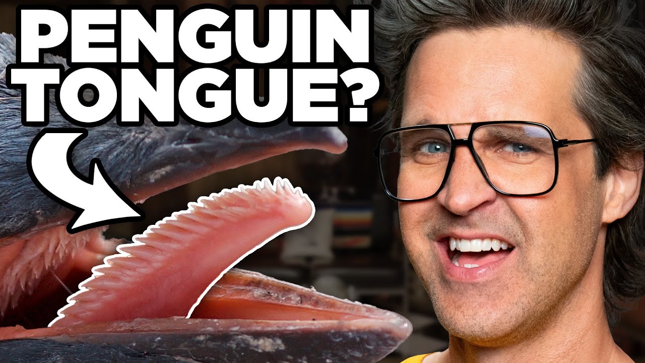 Match The Animal To The Tongue (Game)