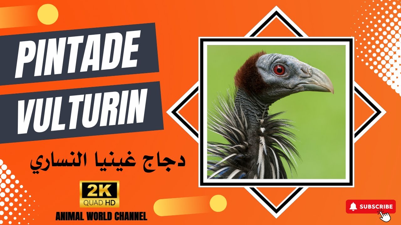 La pintade vulturine : un plumage éblouissant