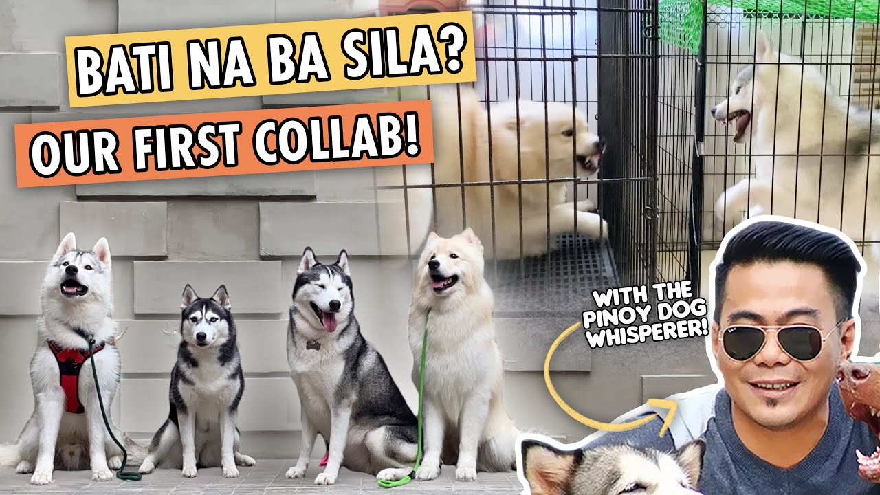 2 HUSKY BOYS NA HINDI MAGKASUNDO MAY TRAINER NA! | THE PINOY DOG WHISPERER LESTRE ZAPANTA