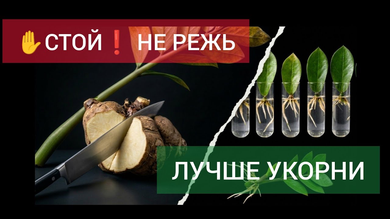 Это может УБИТЬ ваш замиокулькас | Деление клубня 