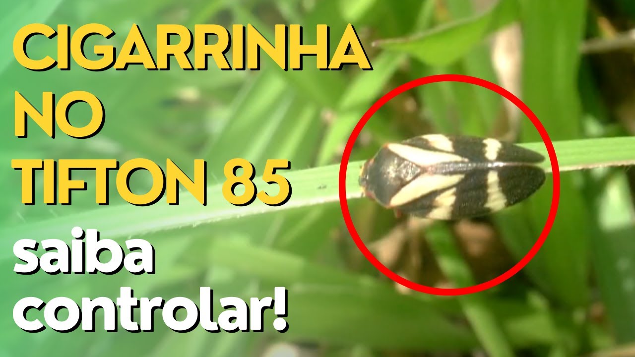 Ataque de Cigarrinha das Pastagens - Saiba o Que Fazer e Como Controlar! Ep#057