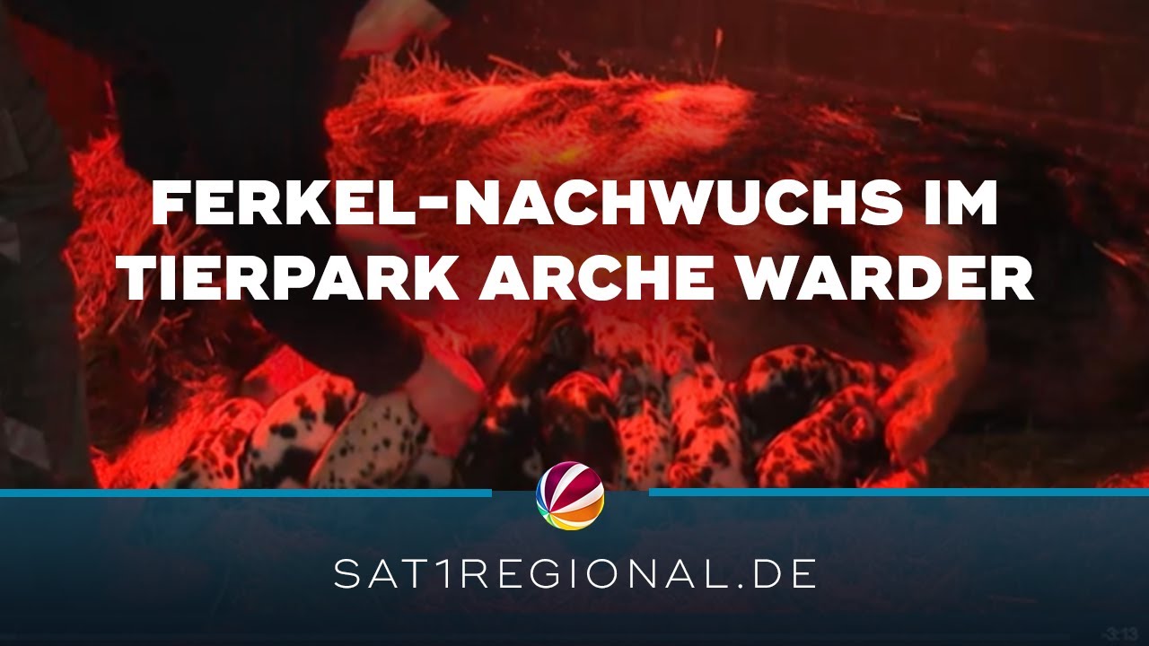 Ferkel-Nachwuchs: Es wimmelt im Tierpark Arche Warder