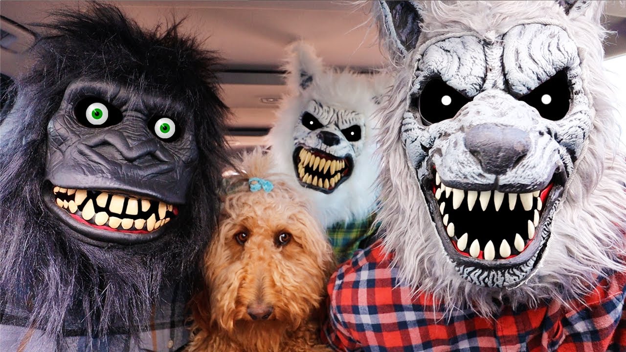 Wolf Surprises Dog With Dancing Car Ride Chase!