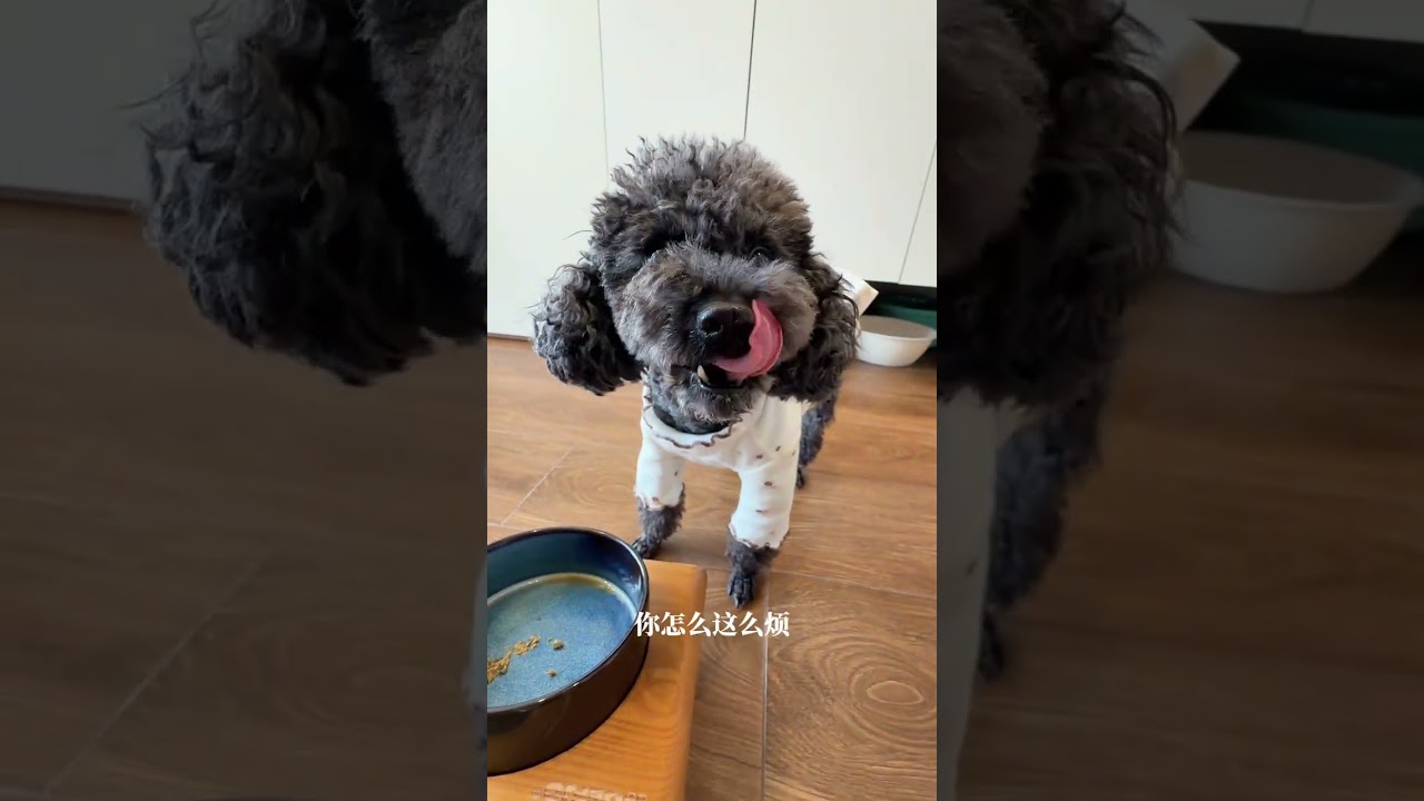 Vlog living alone with seven puppies for the New Year#Dog owner#Schnauzer#Cute pets#dog#Pe