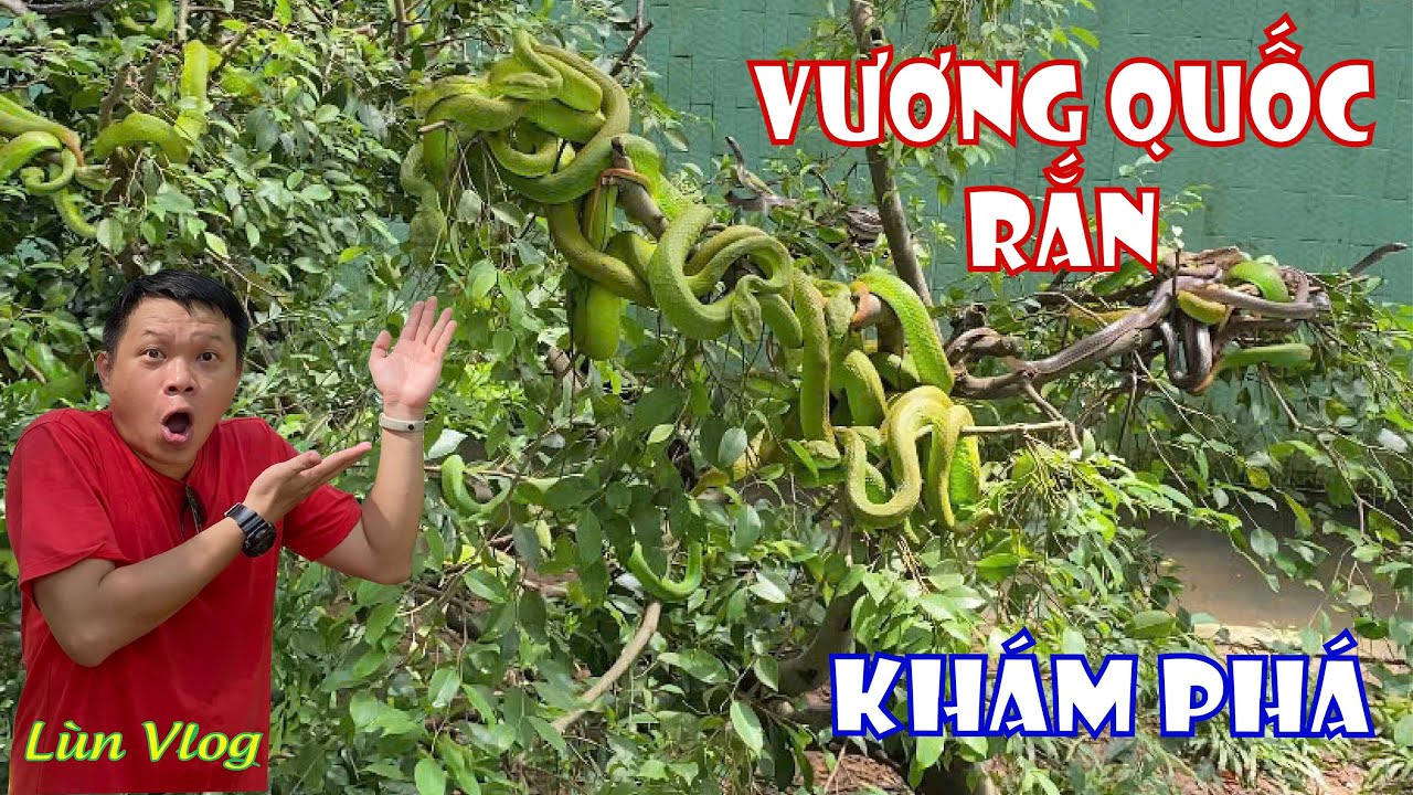 Khám phá vương quốc các loài rắn lớn nhất tại Việt Nam. #lùnvlog #dulichvietnam  #dulichsinhthai