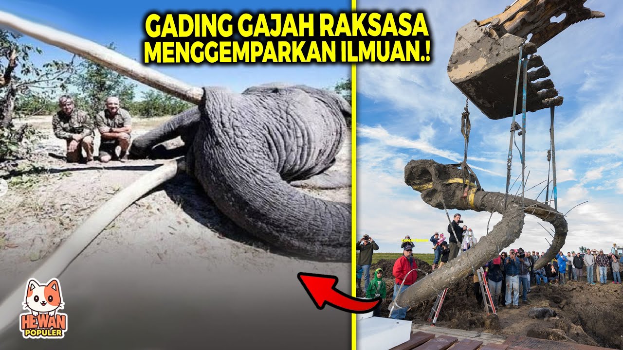 Pertama Kalinya Terungkap! Inilah Deretan Temuan Gading Gajah Terbesar di Dunia