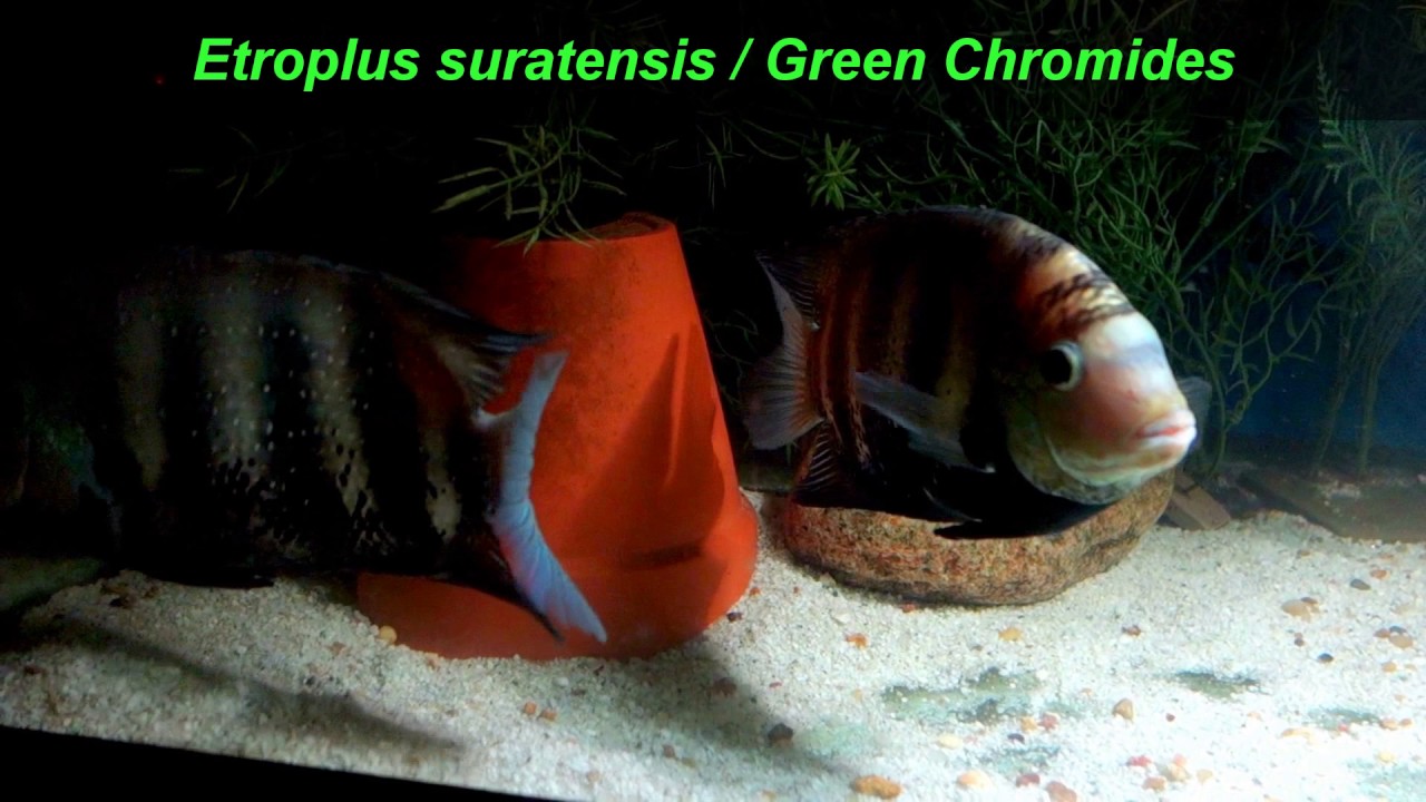 Etroplus suratensis / Green Chromides: Pre-spawning activity