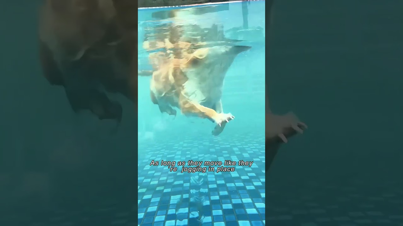 Are dogs born with the ability to swim?