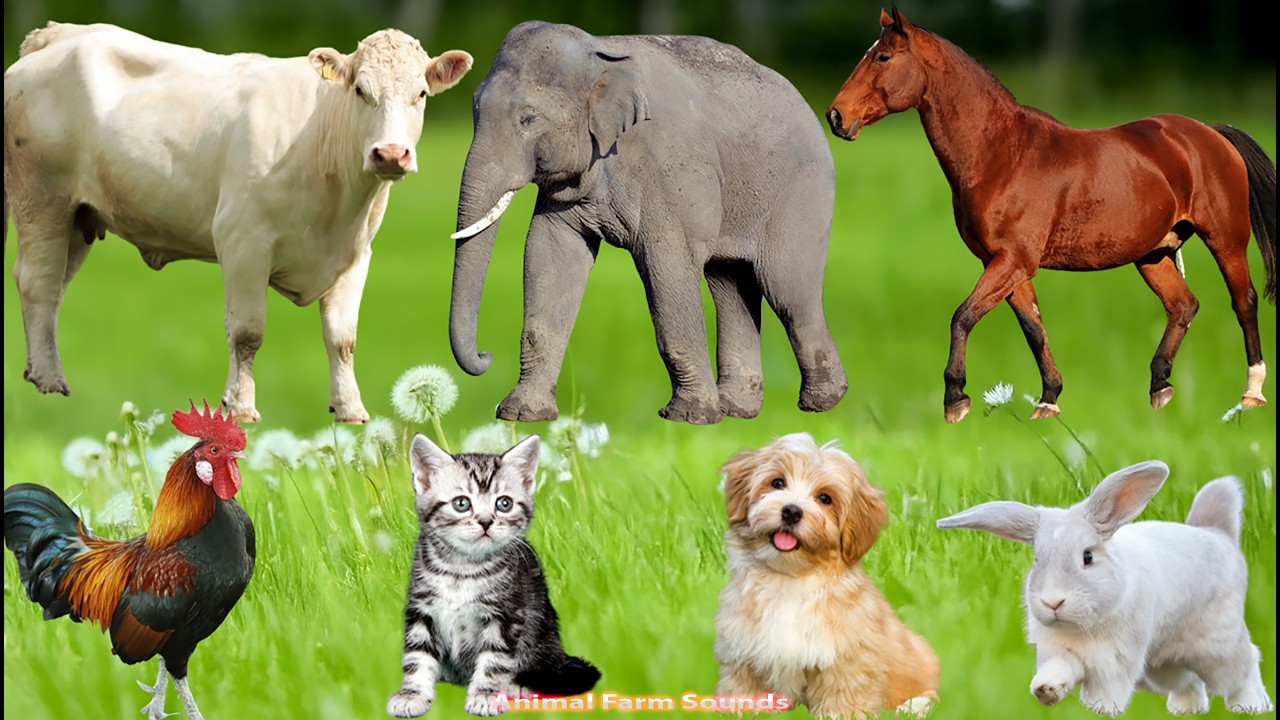 Cute Farm Animals: Dog, Piglet, Cow, Rabbit,  Cat, Horse, Chicken, Duck &ndash; Animal Videos
