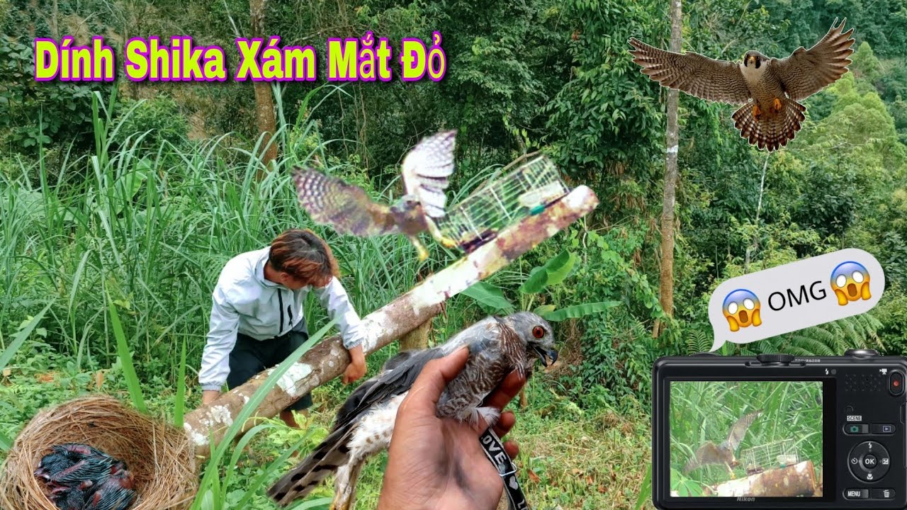 Thử Ngắn Camera Quay Chim Săn Dính Bẫy Được Tổ Chào Mào Cực Dị  | Dân Tộc Tây Bắc Tv