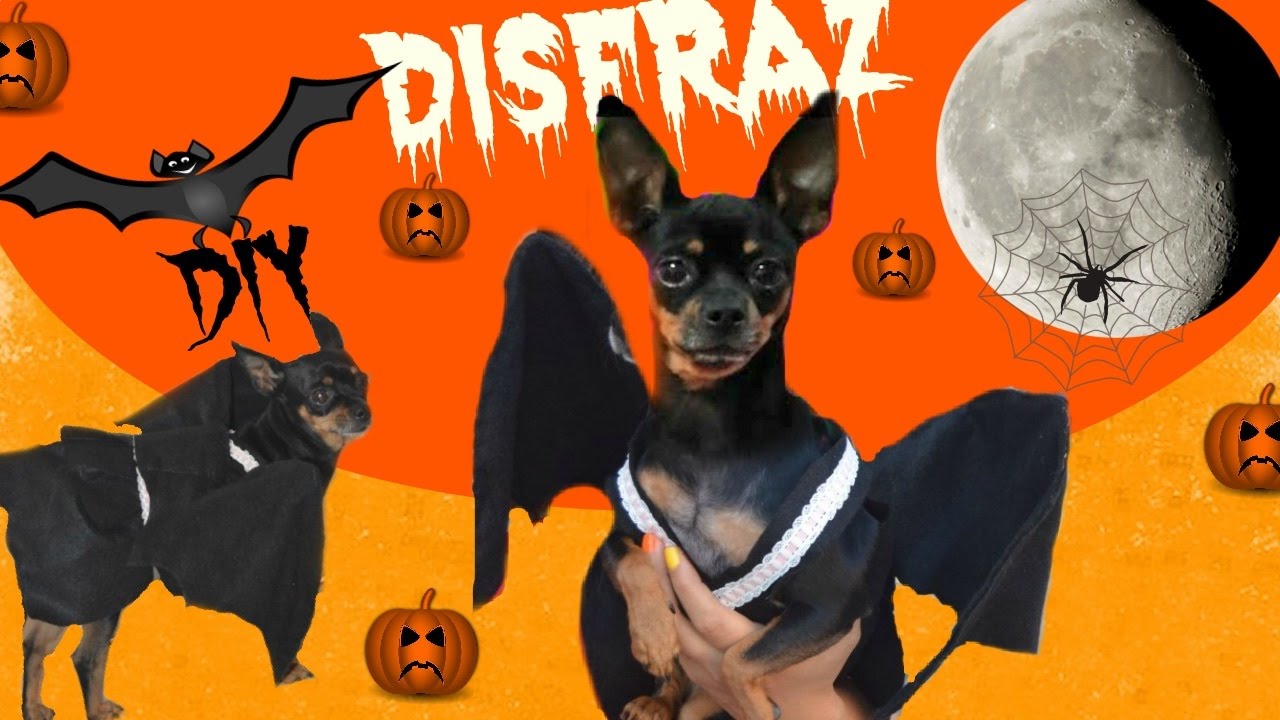 COMO HACER UN DISFRAZ PARA PERRO/DISFRAZ PARA PERRO CHIHUAHUA/CURIOSIDADES DE GINA.