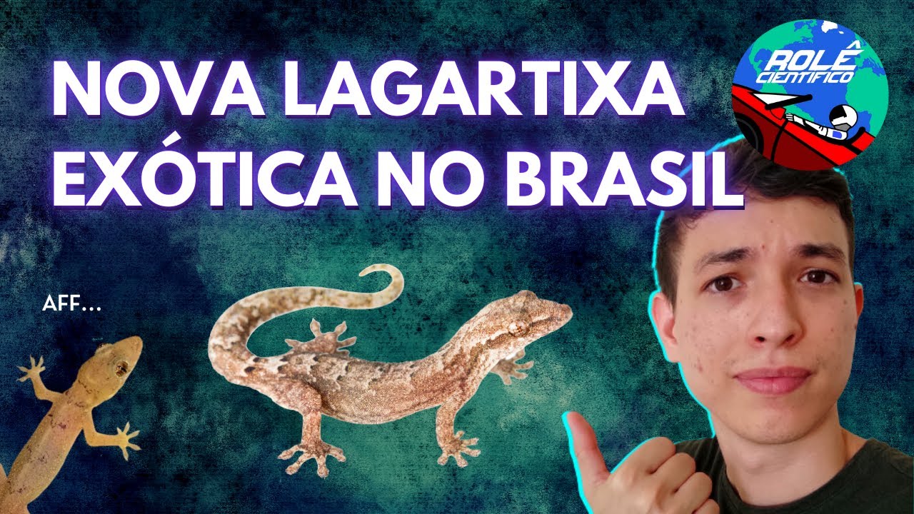 Nova lagartixa exótica no Brasil