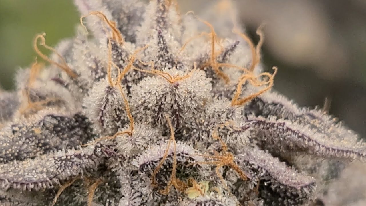 k-mintz harvest day