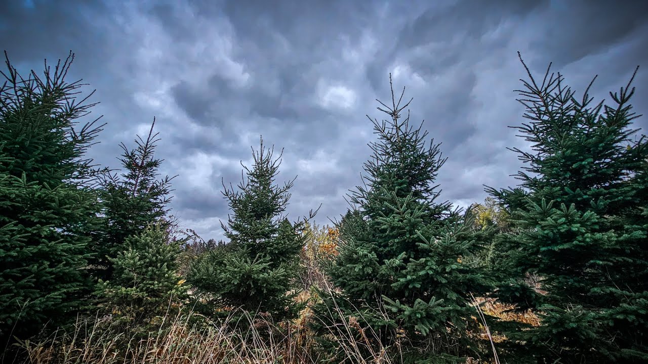 Among the Pines | Pine Trees and Autumn Leaves [Forest Solo Hike, Ontario]