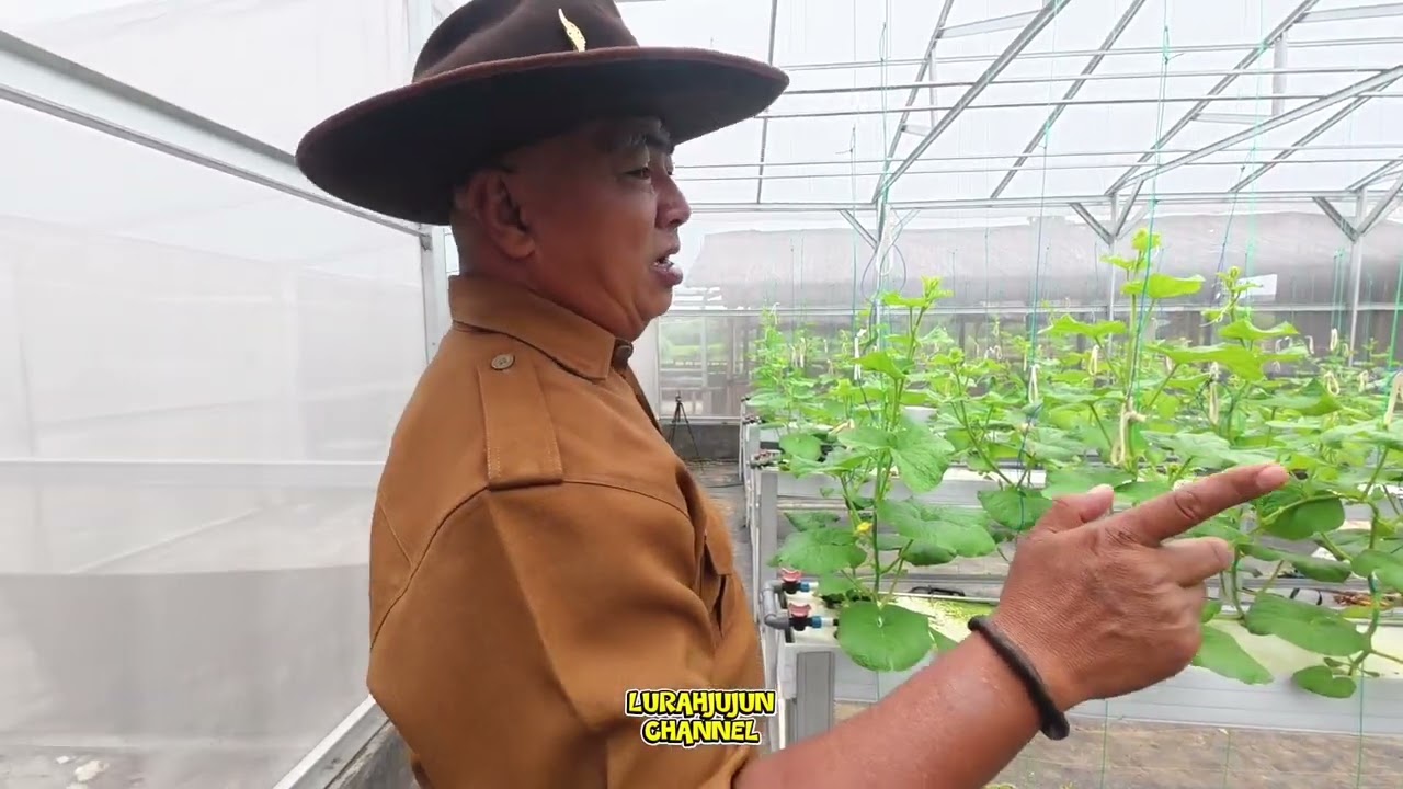 SETELAH PANEN KINI MELON TERBAIK DI BURU PENIKMAT NYA.....