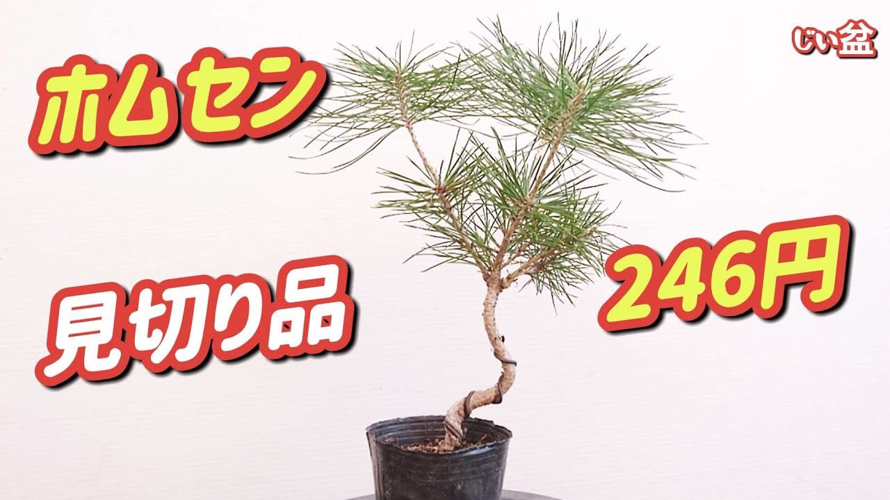 [Скидка 50%! 🤩 Я попробовал согнуть чёрную сосну Микава Куромацу, купленную в строительном центре!]